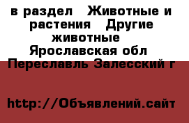  в раздел : Животные и растения » Другие животные . Ярославская обл.,Переславль-Залесский г.